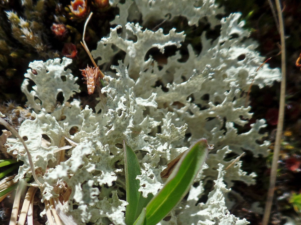 Image of Flavocetraria nivalis specimen.