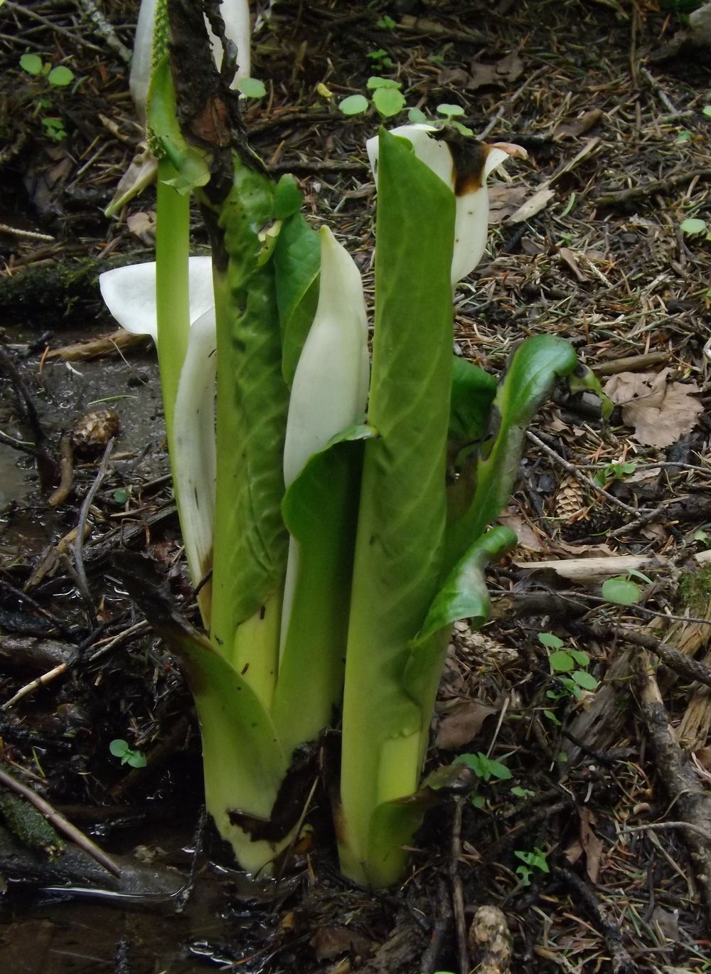 Image of Lysichiton camtschatcensis specimen.