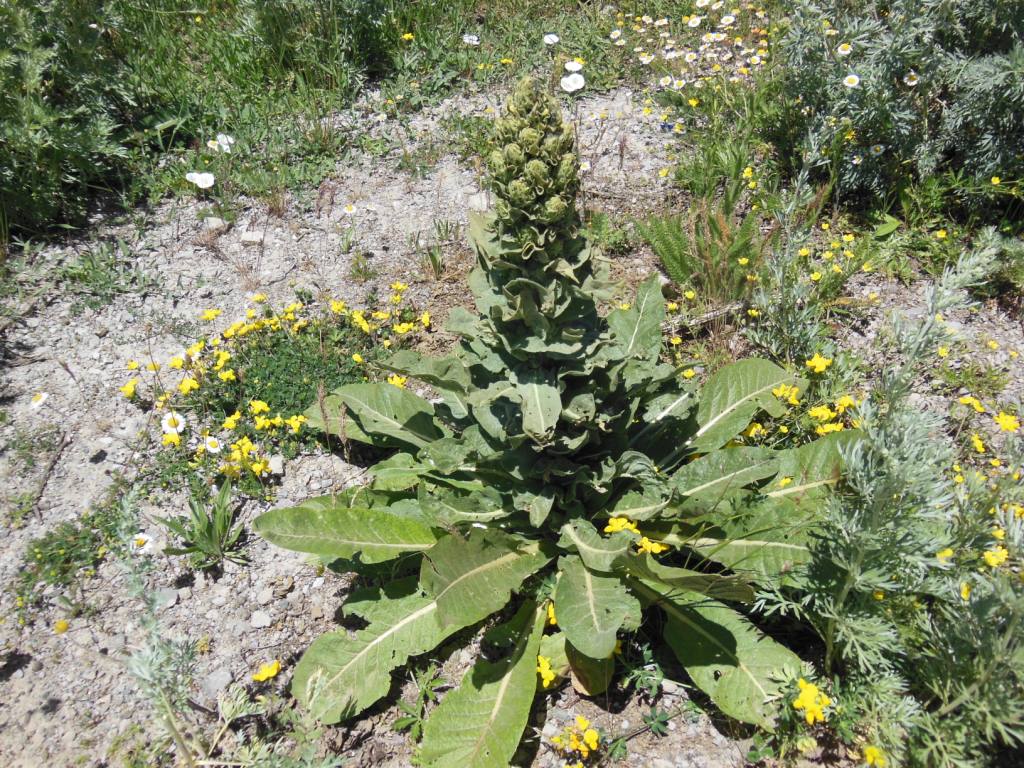 Image of genus Verbascum specimen.