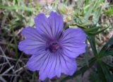 Geranium transversale