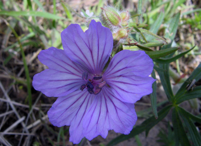 Image of Geranium transversale specimen.