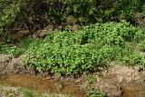 Mentha asiatica
