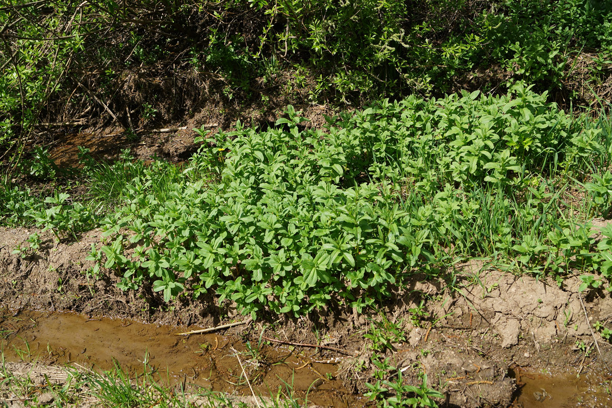 Image of Mentha asiatica specimen.