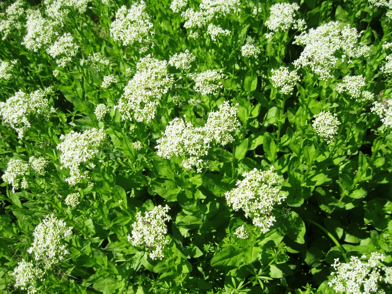 Image of Cardaria draba specimen.