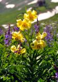 Lilium monadelphum