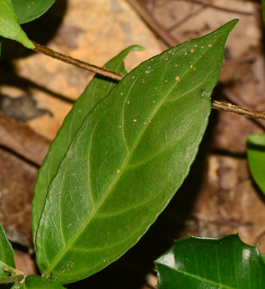 Изображение особи Pseuderanthemum crenulatum.