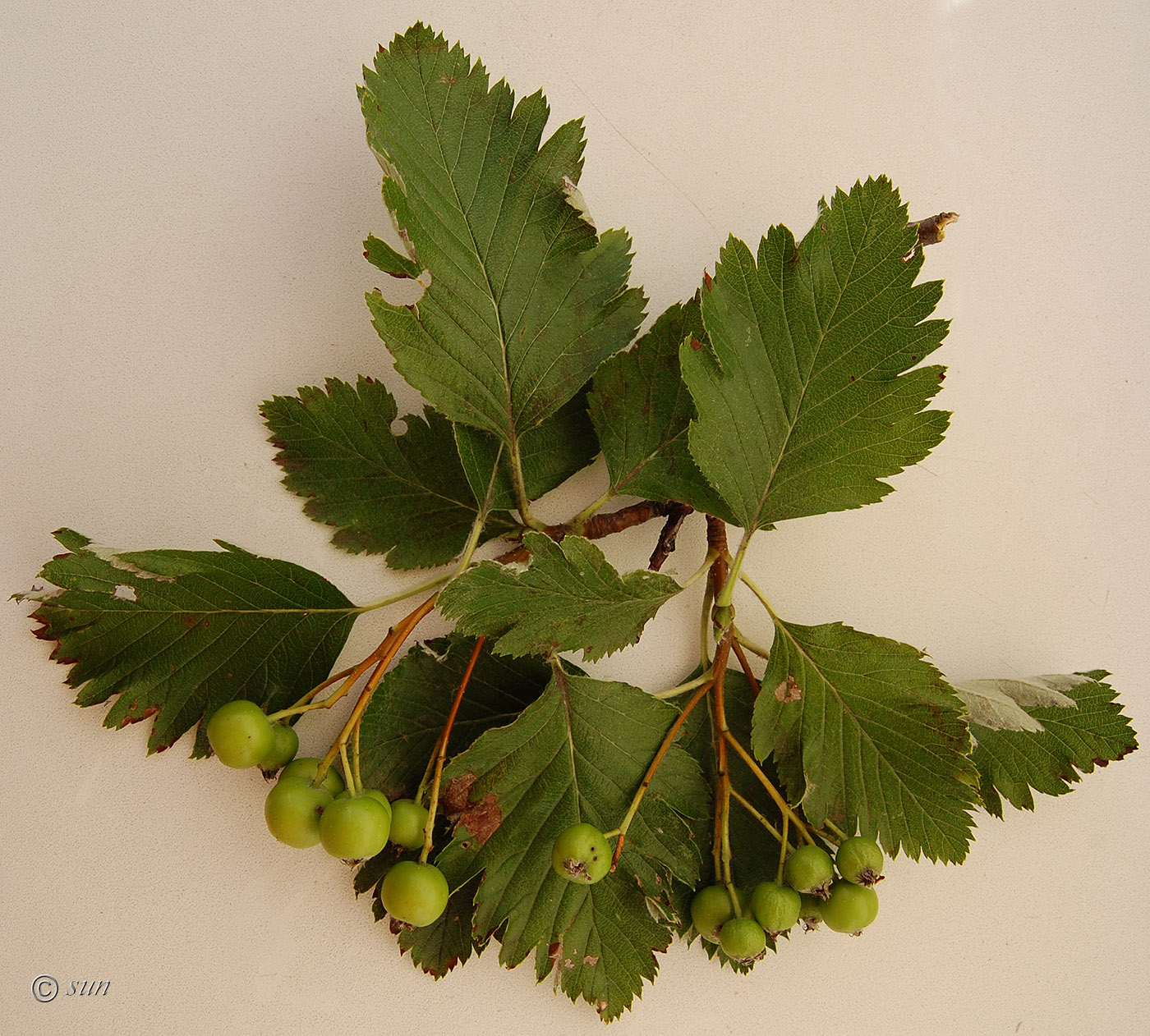Image of Sorbus intermedia specimen.