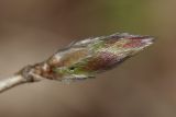Lonicera xylosteum. Раскрывающаяся верхушечная почка. Санкт-Петербург, Дудергофские высоты, широколиственный лес. 25.04.2010.