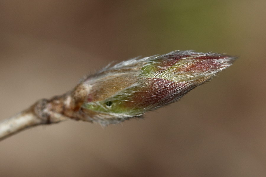 Image of Lonicera xylosteum specimen.