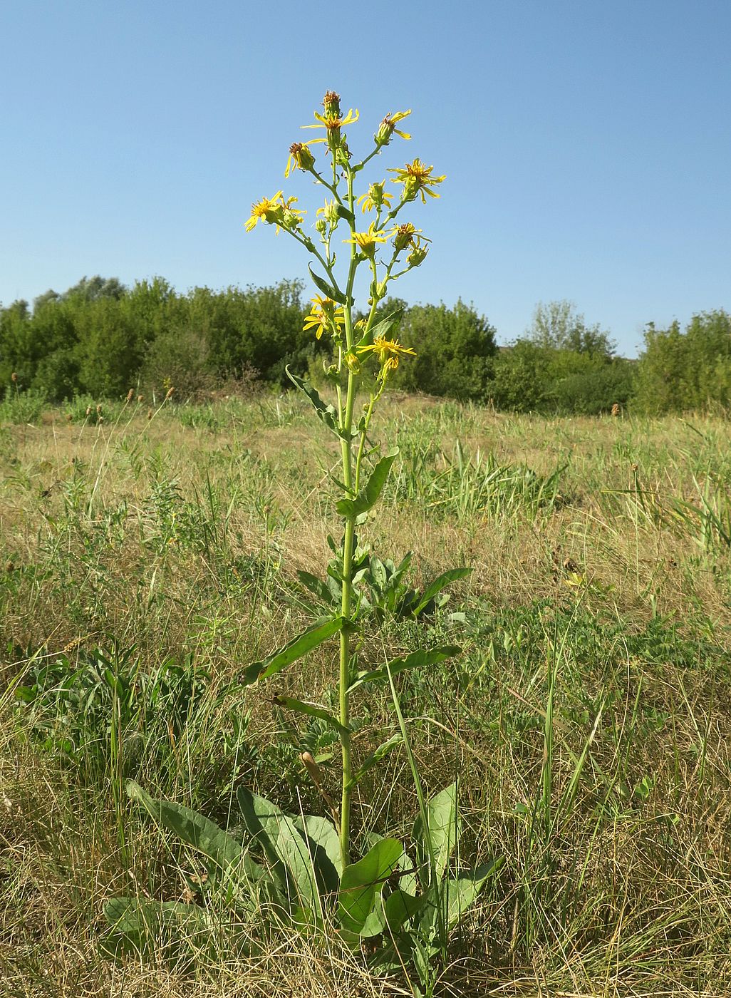 Изображение особи Senecio paucifolius.