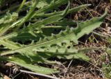 Leontodon biscutellifolius. Листья. Украина, г. Запорожье, восточная окраина, долина р. Мокрая Московка, луговая степь, каменистый участок. 31.05.2017.