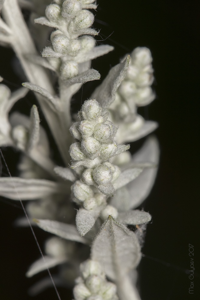 Image of Artemisia ludoviciana specimen.