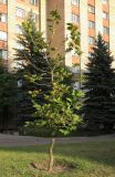 Platanus × acerifolia. Молодое плодоносящее дерево. Украина, г. Луганск, ул. Матросова, студгородок педуниверситета, в культуре. 12.09.2017.