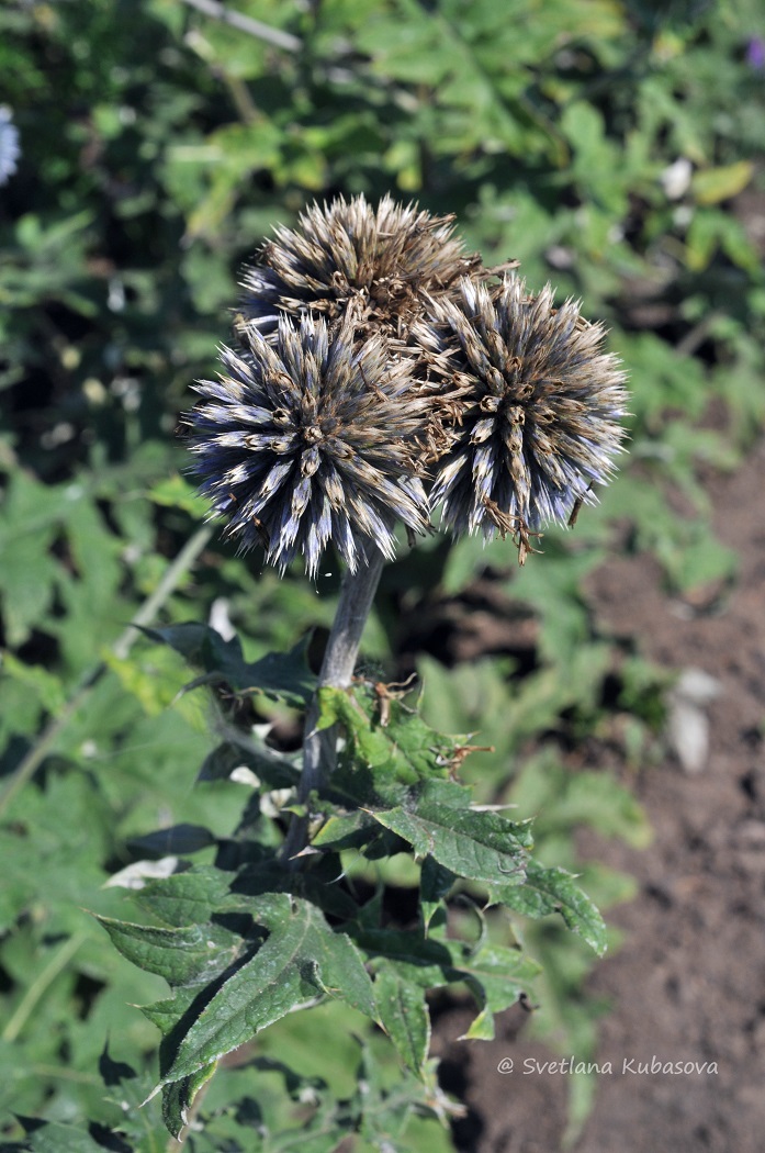 Изображение особи Echinops bannaticus.