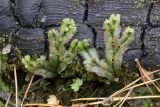 Marchantia polymorpha