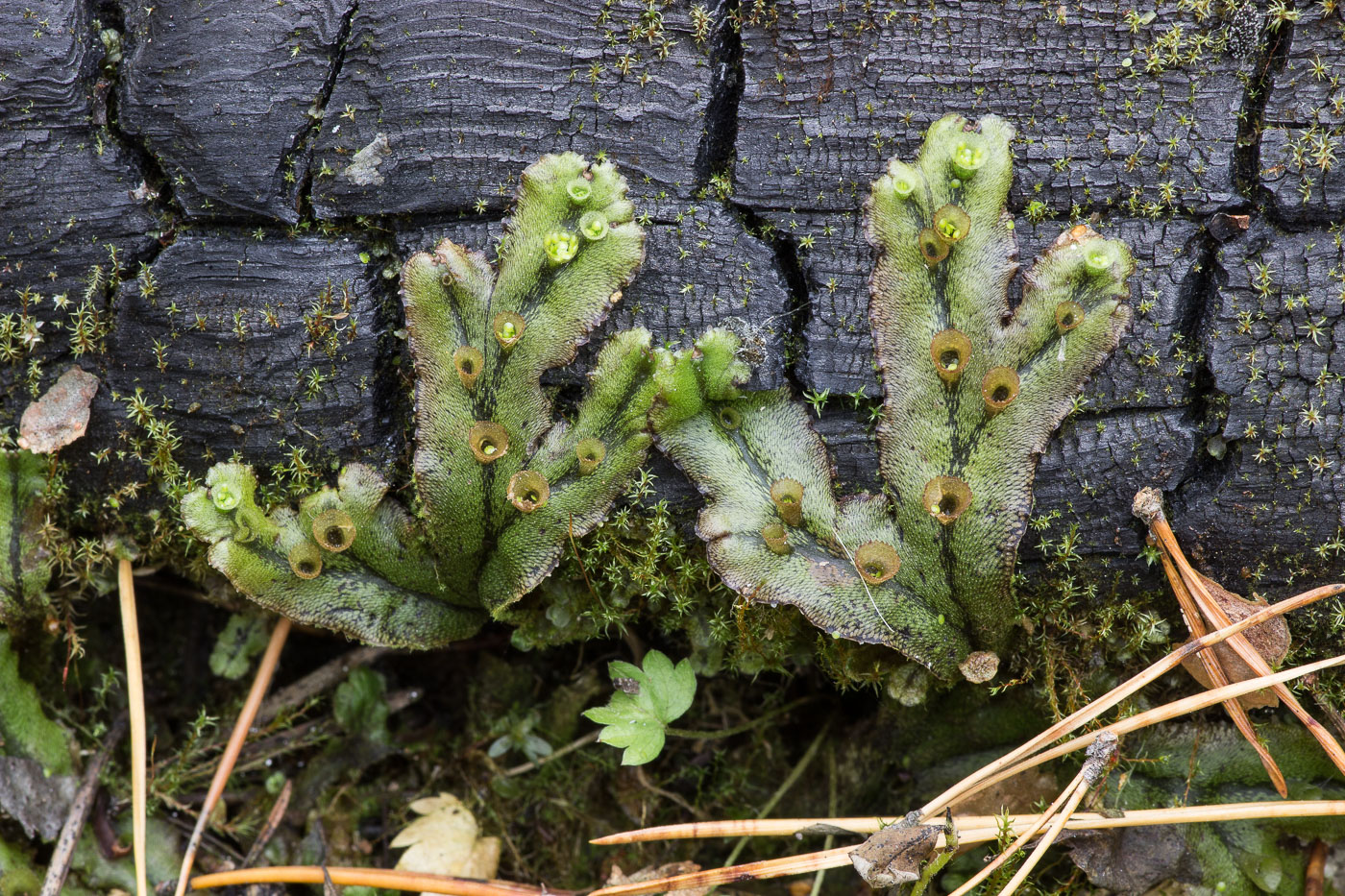 Изображение особи Marchantia polymorpha.