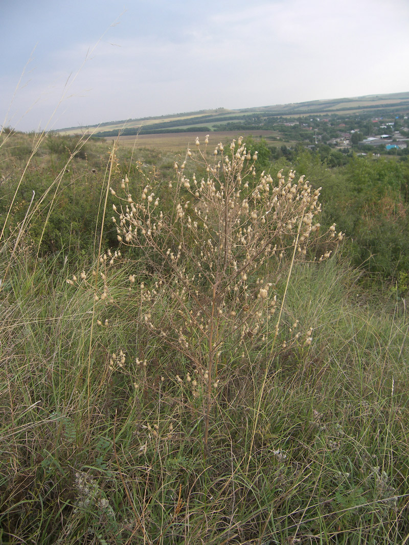 Image of Centaurea pseudosquarrosa specimen.