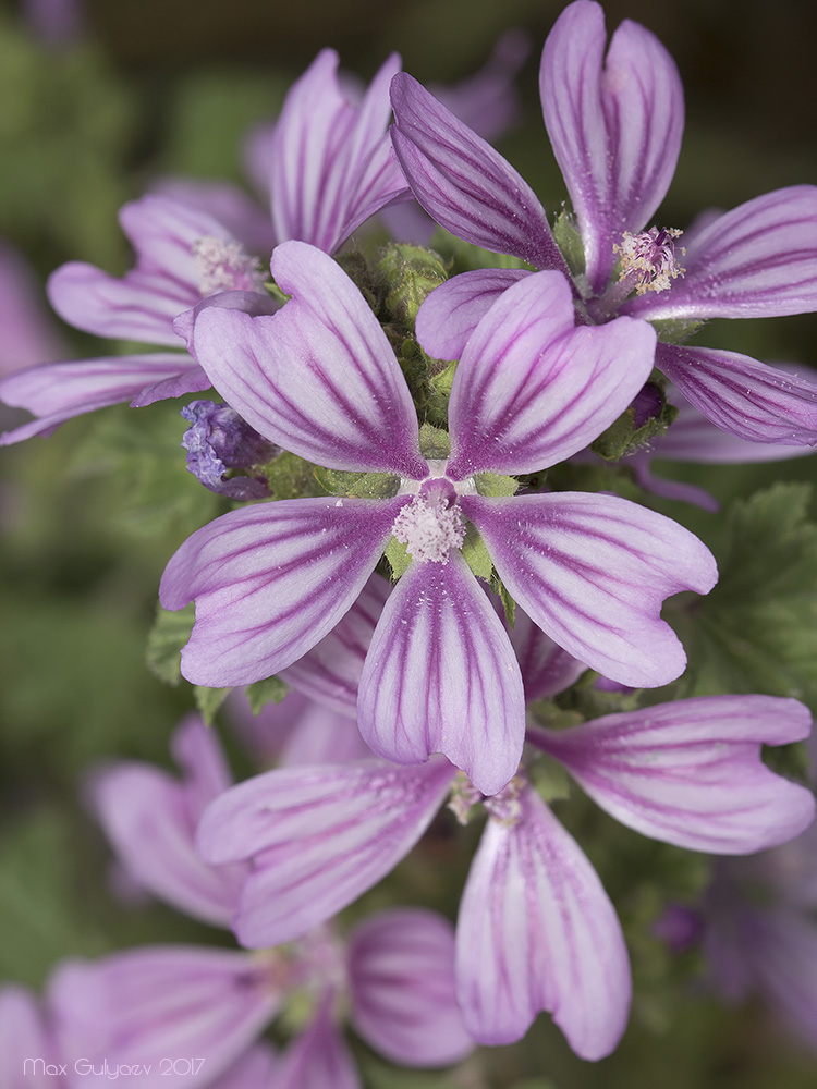 Изображение особи Malva sylvestris.