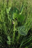 Vicia narbonensis