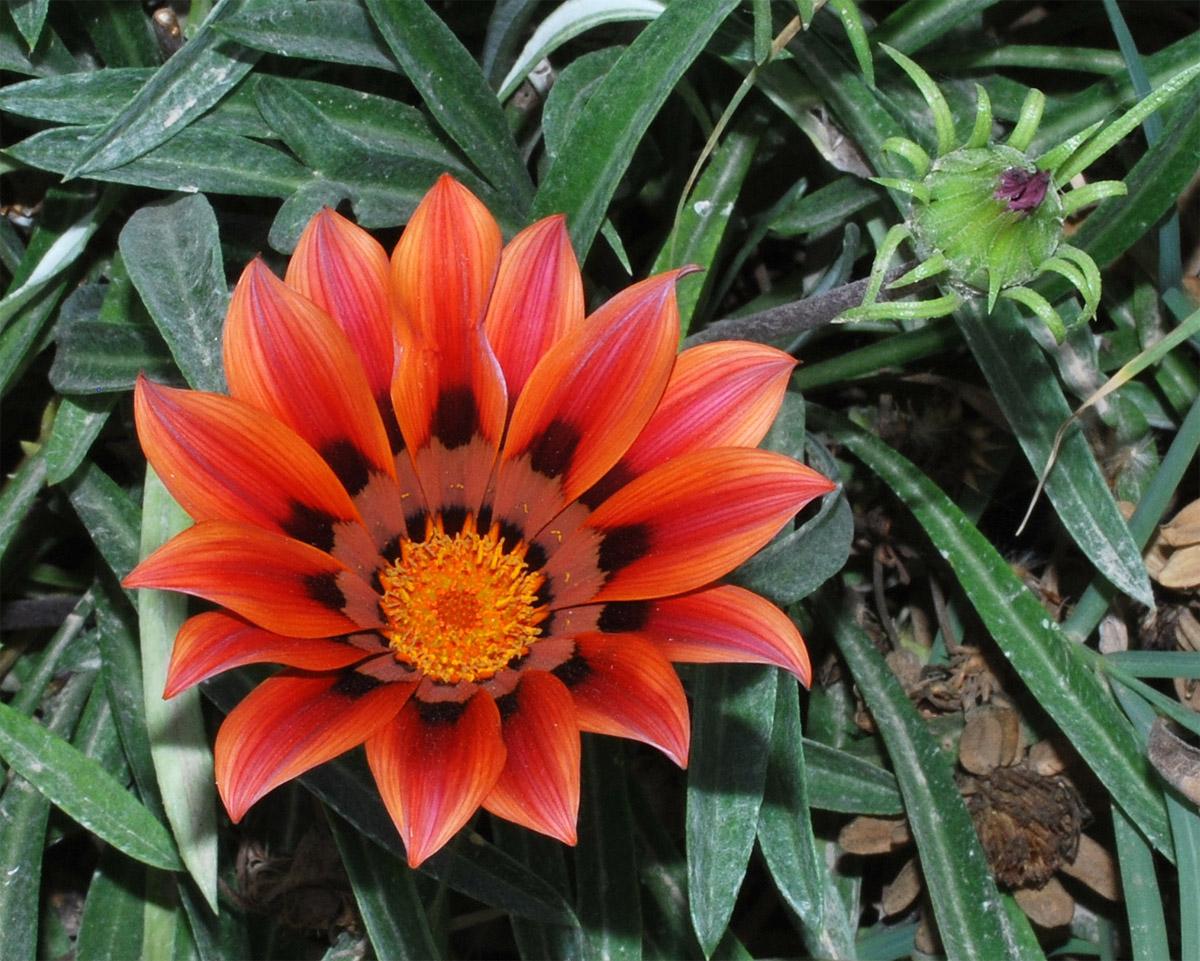 Изображение особи Gazania &times; hybrida.