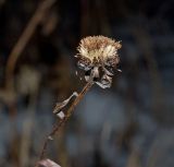 Inula hirta