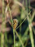 Carex rotundata