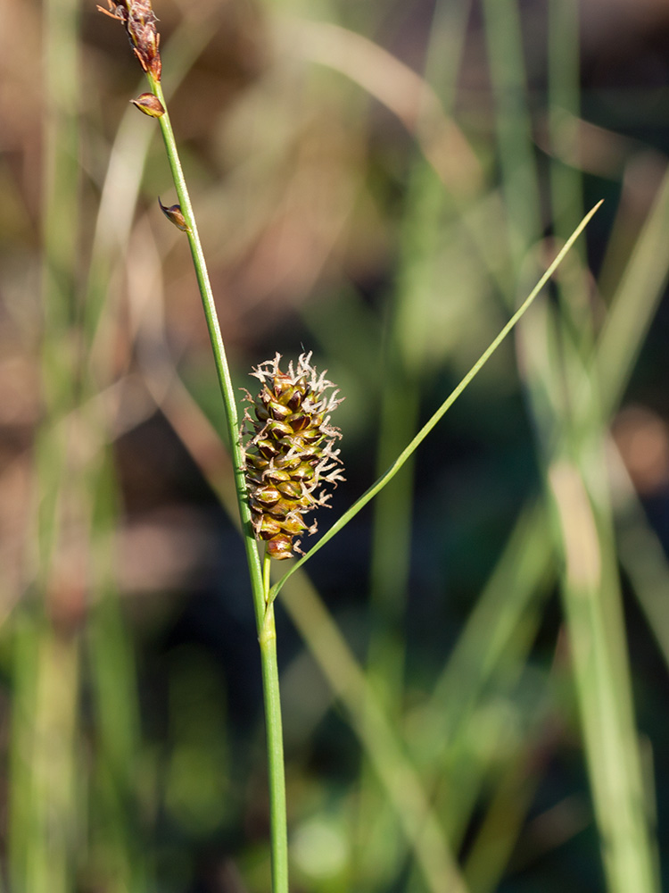 Изображение особи Carex rotundata.