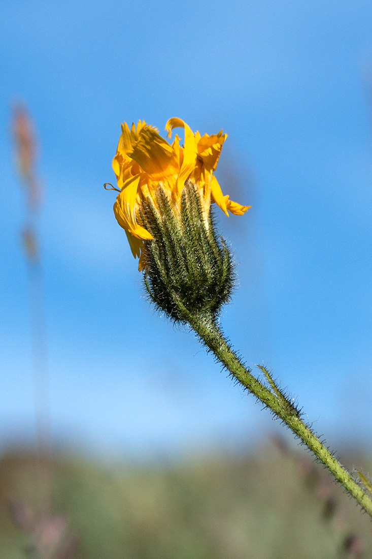 Изображение особи род Hieracium.