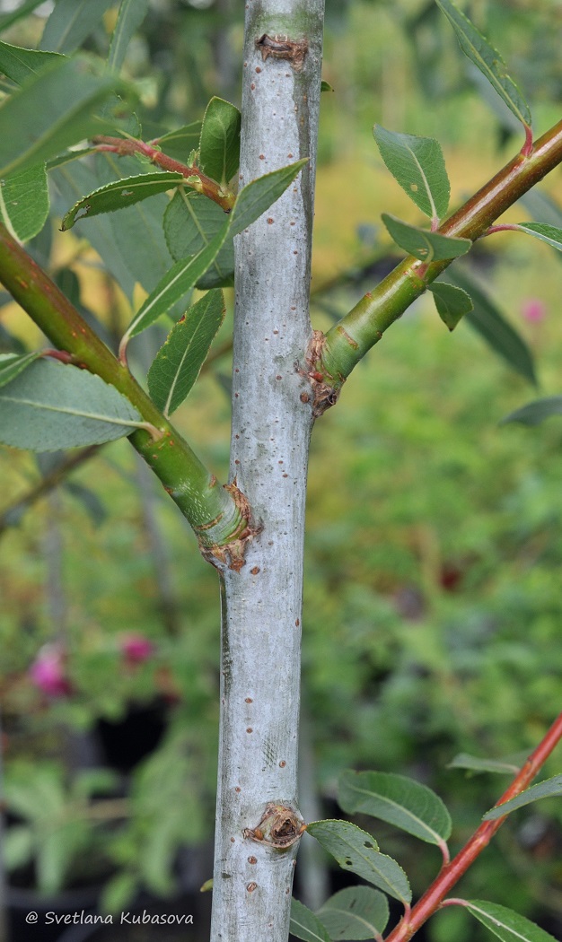 Изображение особи Salix daphnoides.