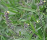 Nonea flavescens