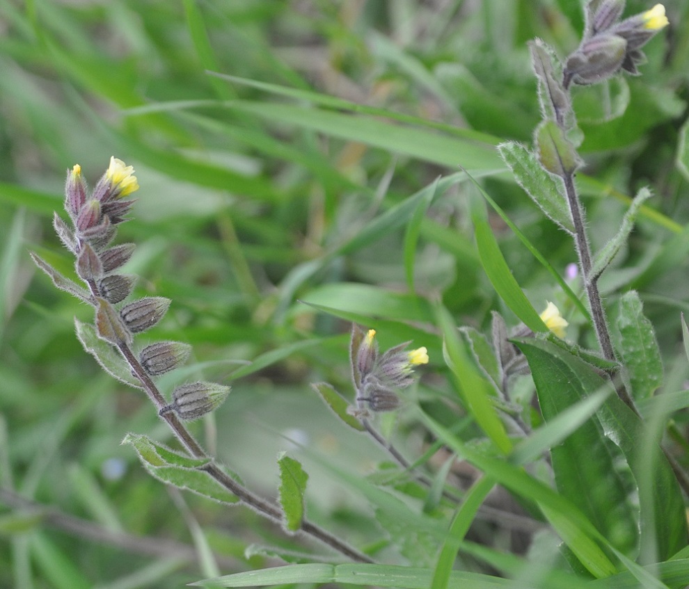 Изображение особи Nonea flavescens.