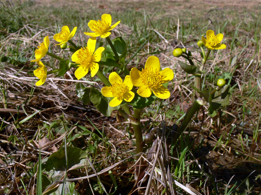 Image of Caltha palustris specimen.