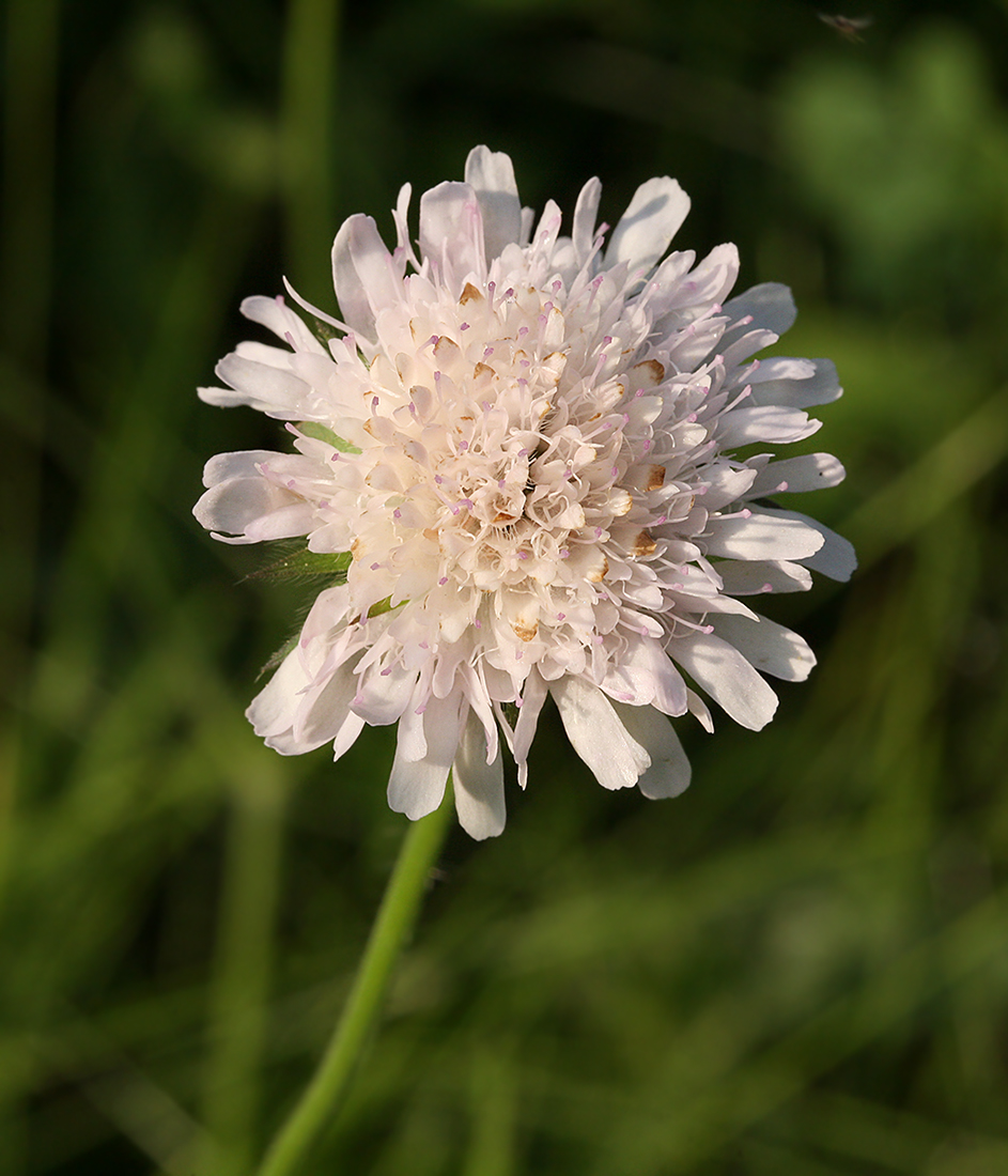 Изображение особи Knautia &times; posoniensis.