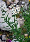 Achillea biserrata