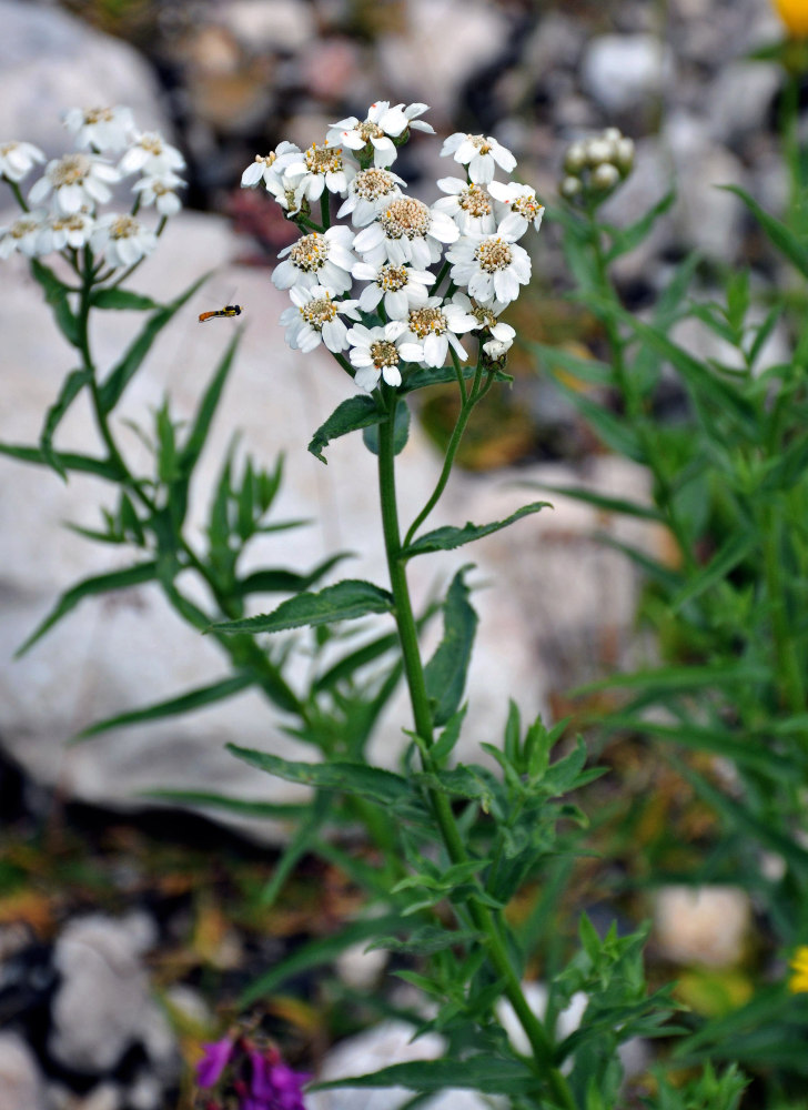 Изображение особи Achillea biserrata.