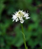 Traunsteinera sphaerica. Соцветие. Адыгея, Фишт-Оштеновский массив, гора Оштен, ≈ 2200 м н.у.м., субальпийский луг. 06.07.2017.