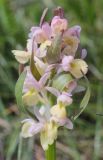 Dactylorhiza подвид georgica