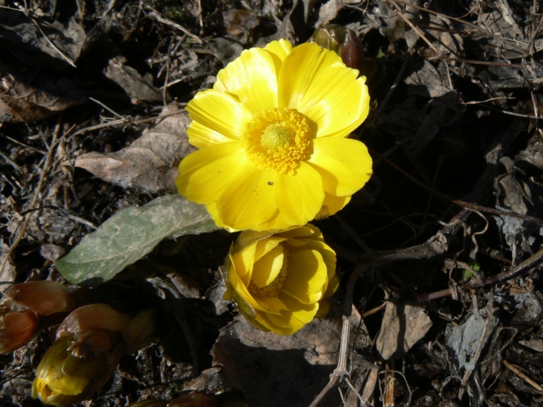 Изображение особи Adonis amurensis.