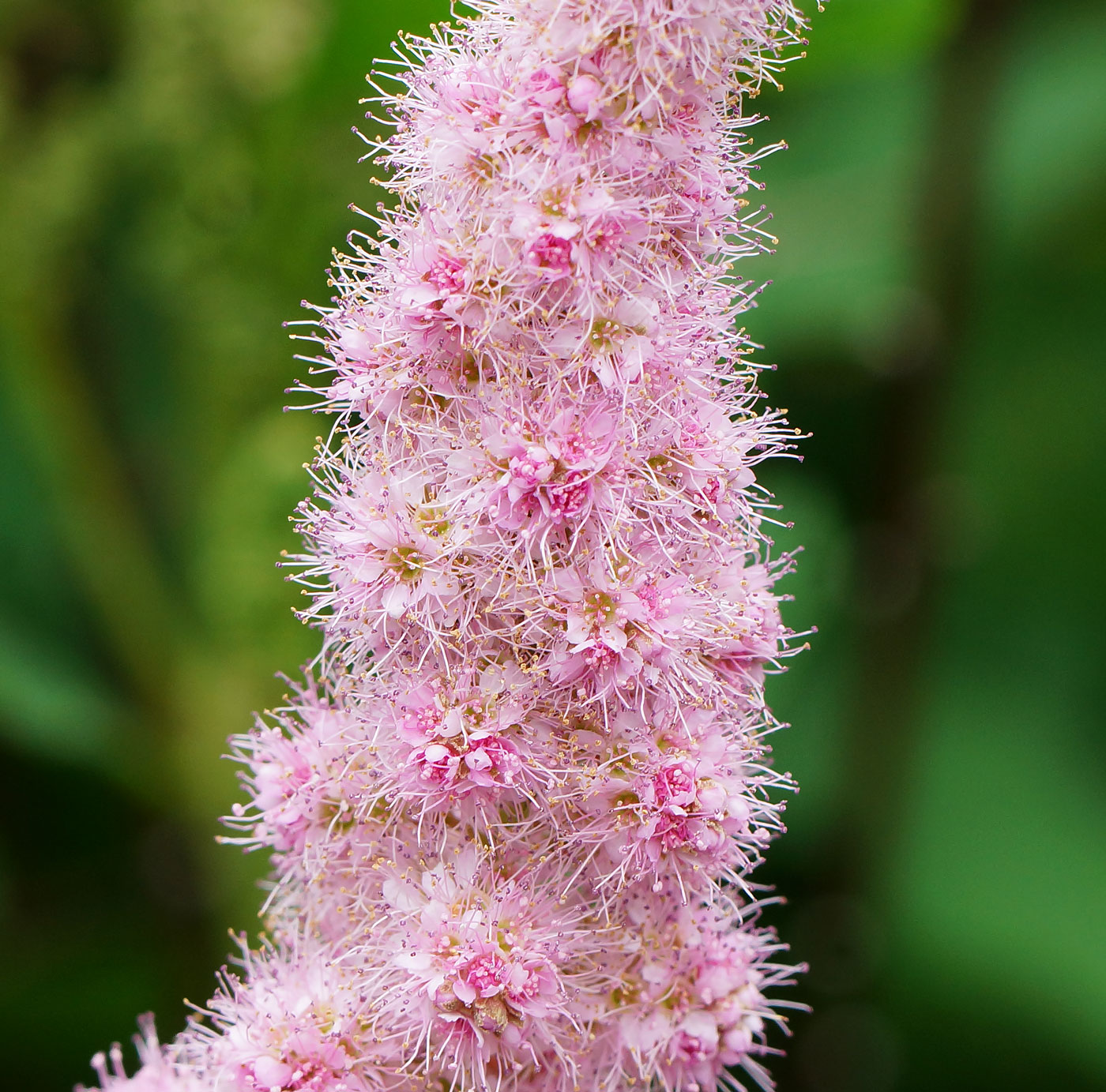 Image of Spiraea × billardii specimen.