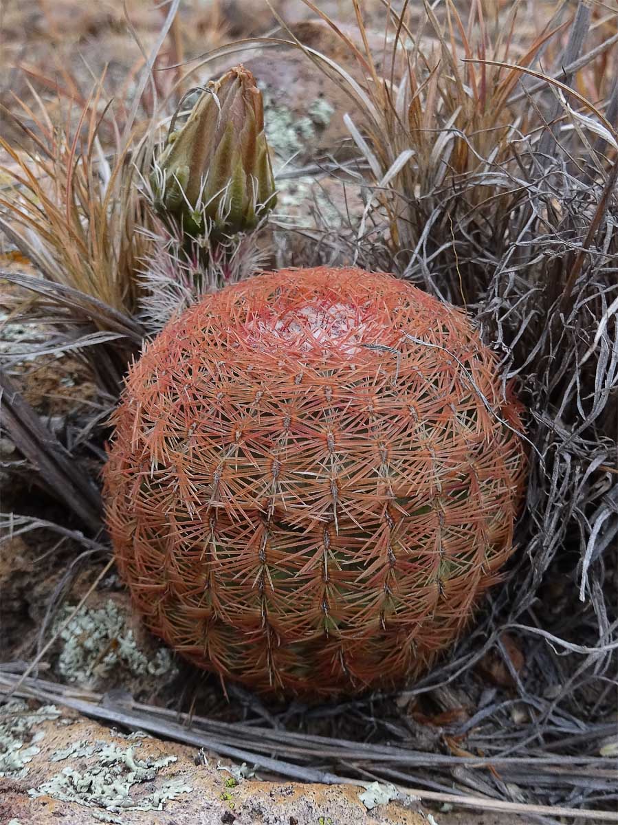 Изображение особи Echinocereus rigidissimus.