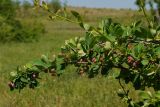 Berberis sphaerocarpa