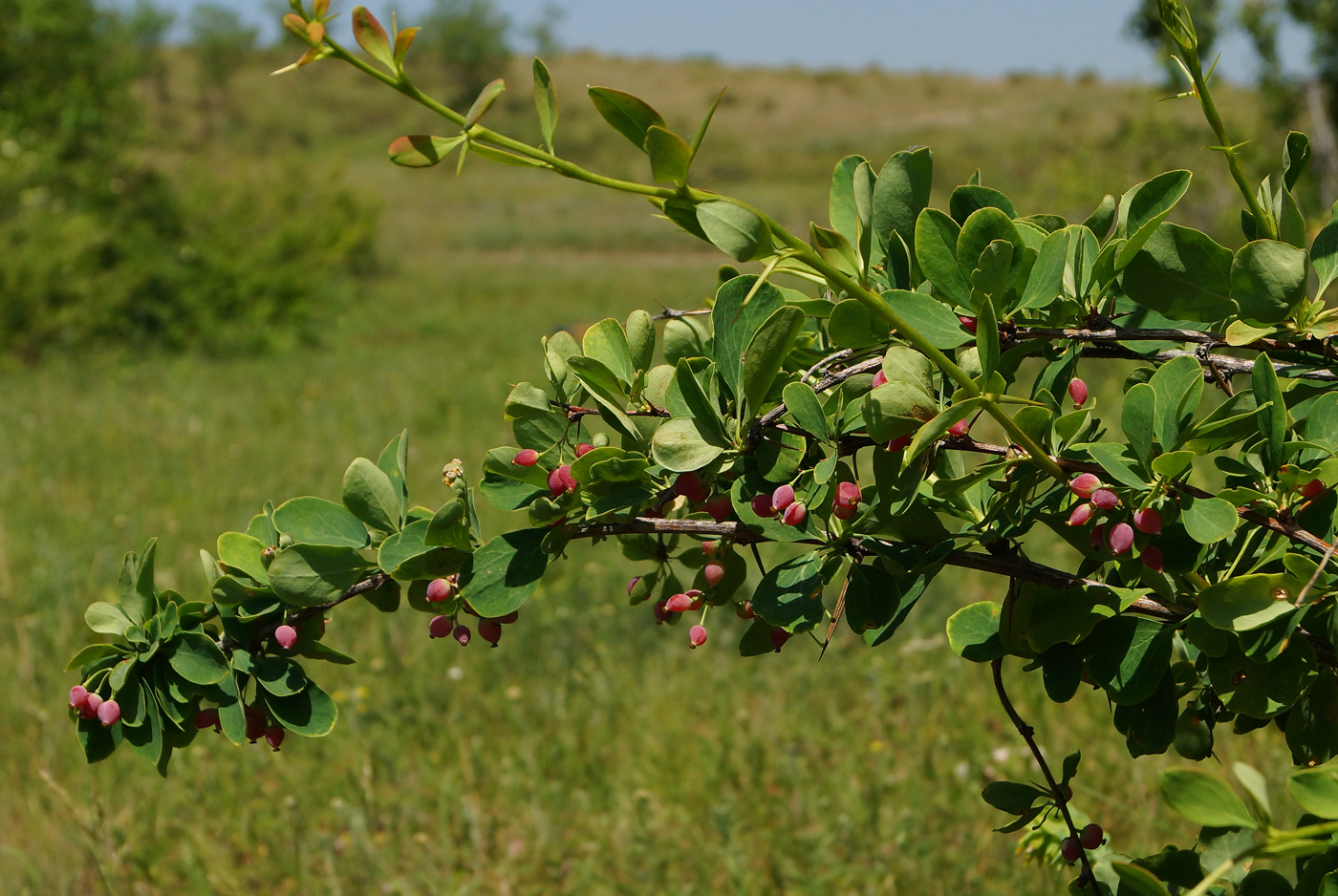 Image of Berberis sphaerocarpa specimen.