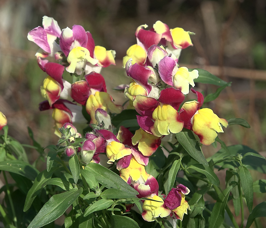 Изображение особи Antirrhinum majus.