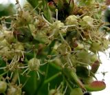 Acer tataricum