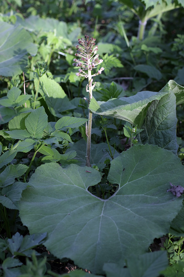 Изображение особи Petasites hybridus.