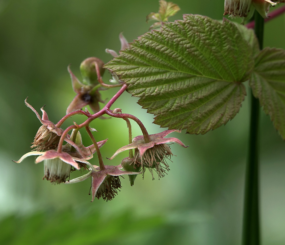 Изображение особи Rubus idaeus.