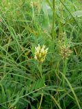 Astragalus cicer