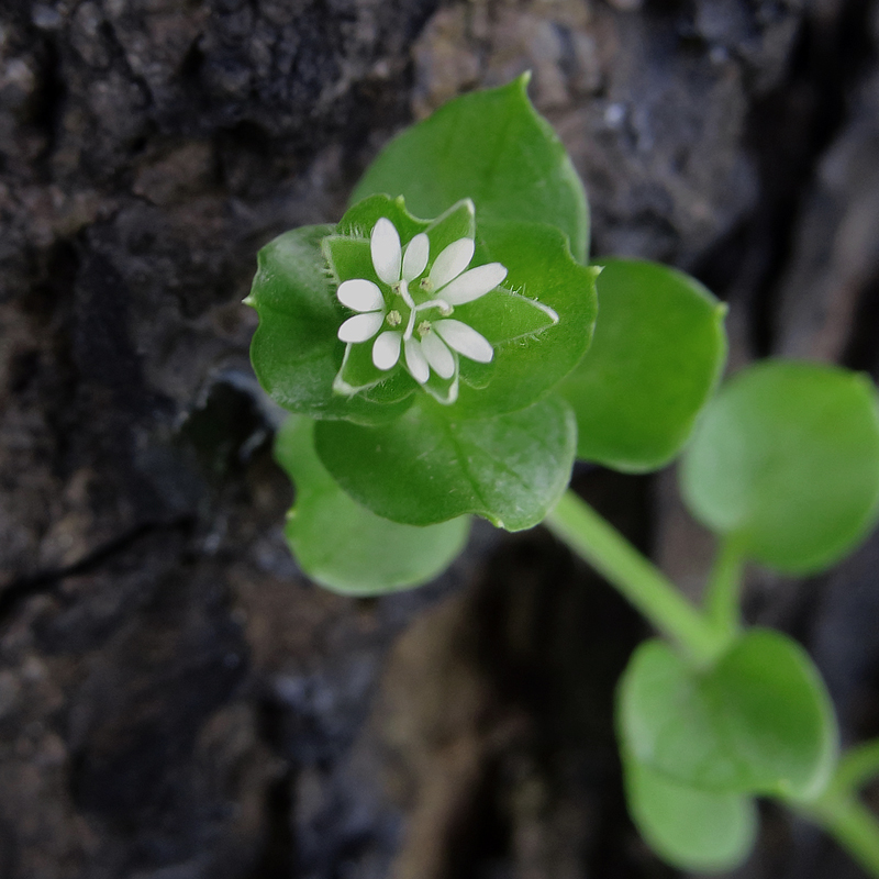 Image of Stellaria media specimen.