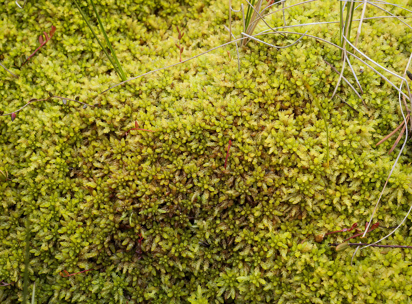 Image of genus Sphagnum specimen.