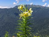 Lilium kesselringianum